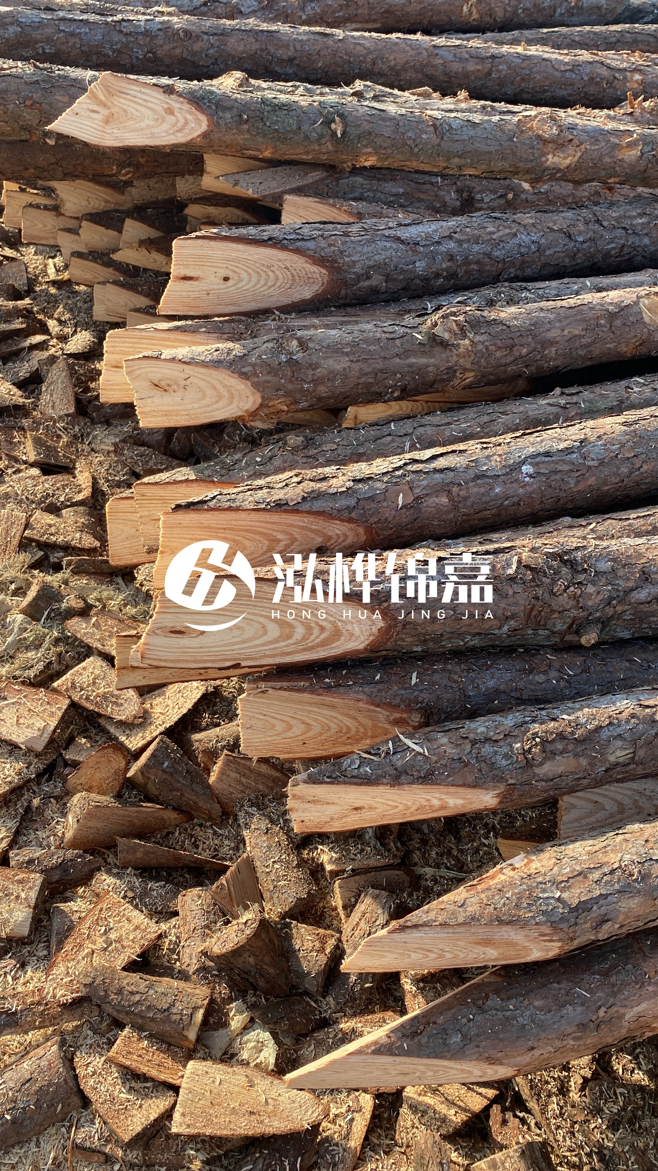 松木樁怎么分辨好壞？學(xué)會(huì)這幾招，輕松分辨松木樁好壞不踩雷！